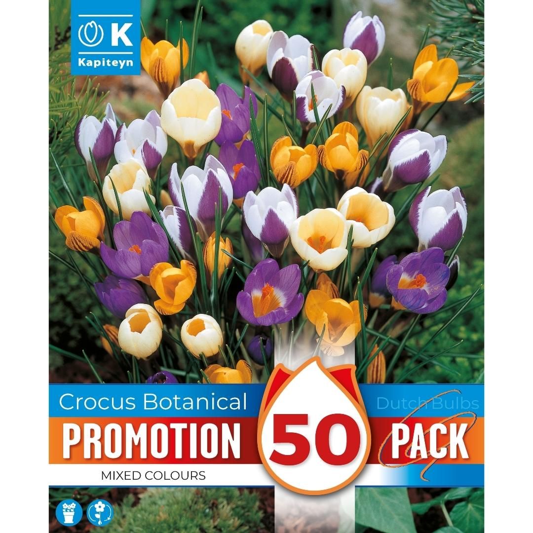 Crocus Mixed Colours Promo Bulbs