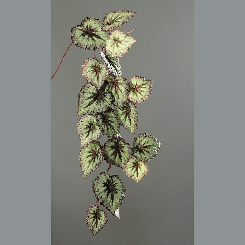 Begonia Leaf Hanging Stem