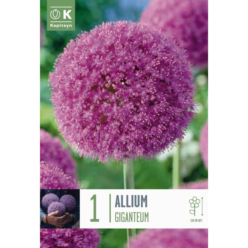 Allium Giganteum Bulb