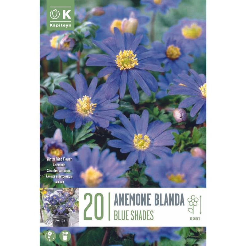 Anemone Blanda Blue Shades Bulbs