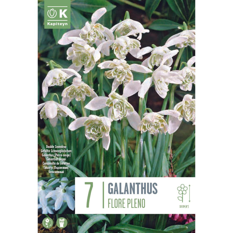 Galanthus Flore Pleno Bulbs