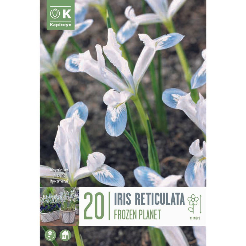 Iris reticulata Frozen Planet Bulbs