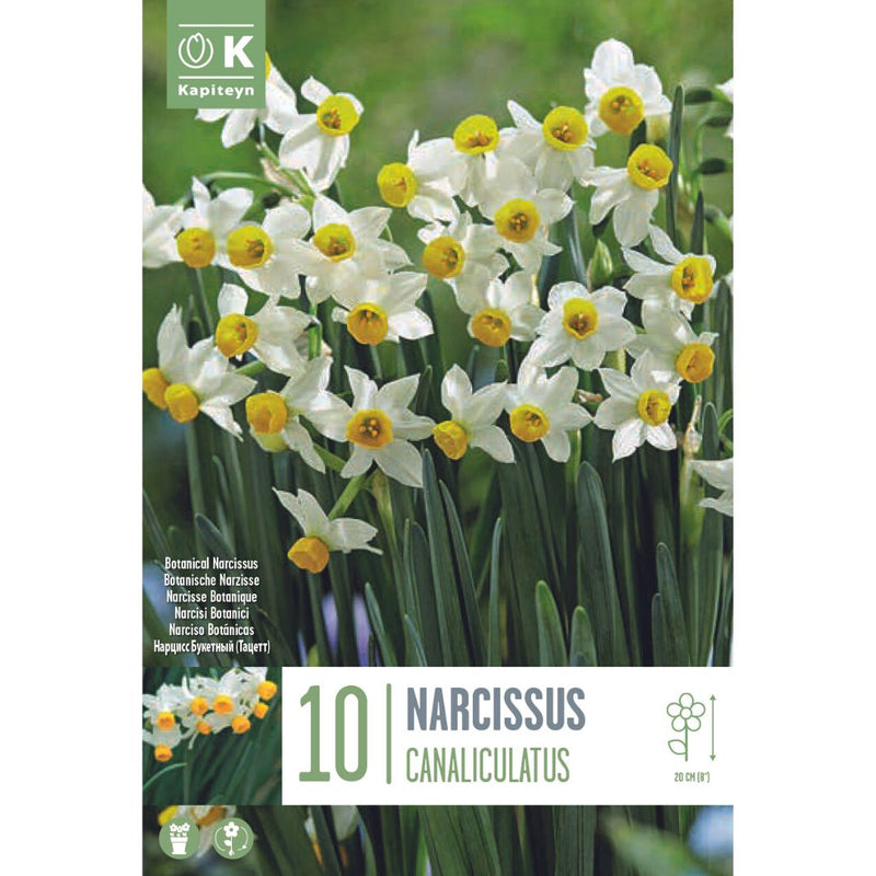Narcissus Canaliculatus Bulbs