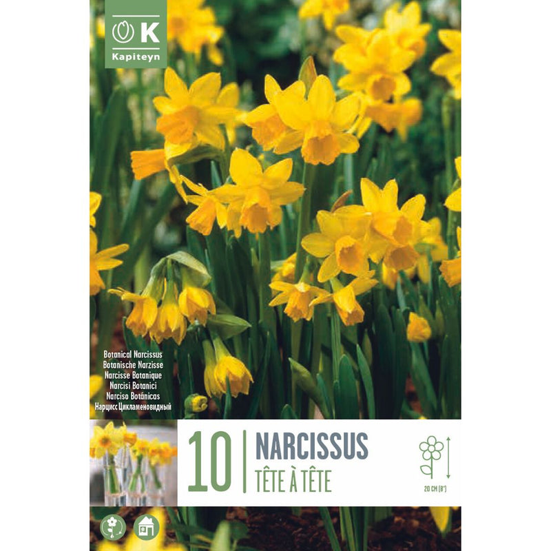 Narcissus Tête-à-Tête Bulbs