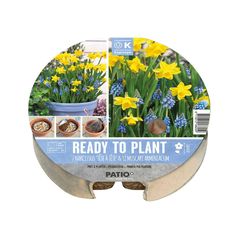 Ready To Plant Tray Narcissus & Muscari