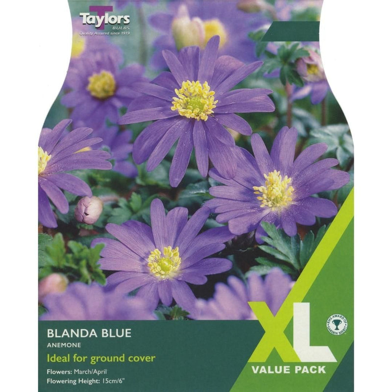 Anemone Blanda Blue XL Bulbs