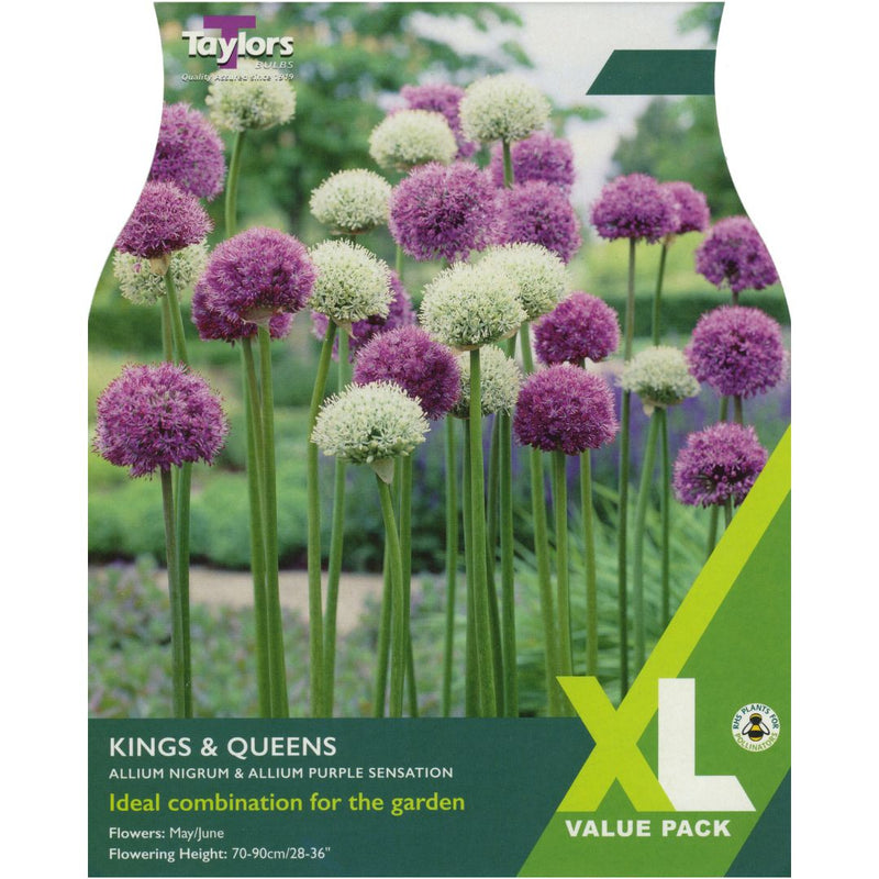 Allium Kings & Queens XL Bulbs
