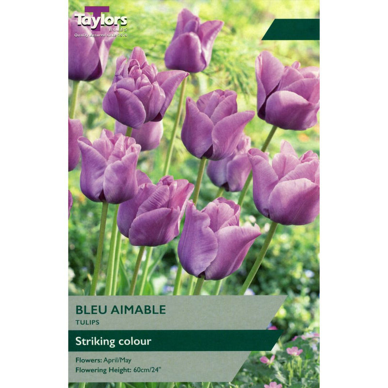 Tulip Bleu Aimable Bulbs