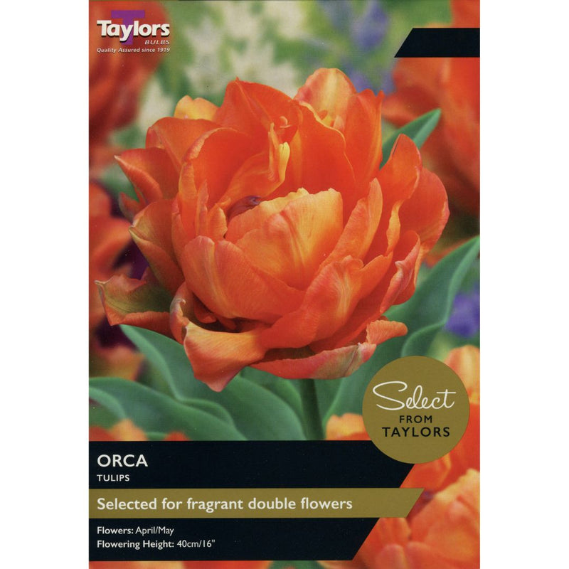 Tulip Orca Bulbs