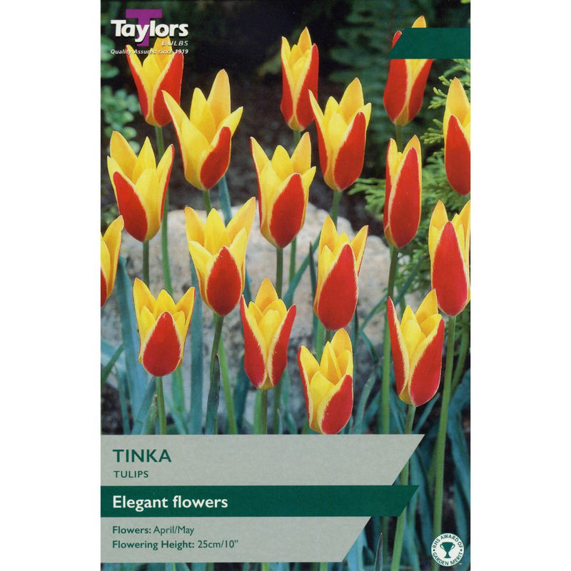 Tulip Tinka Bulbs