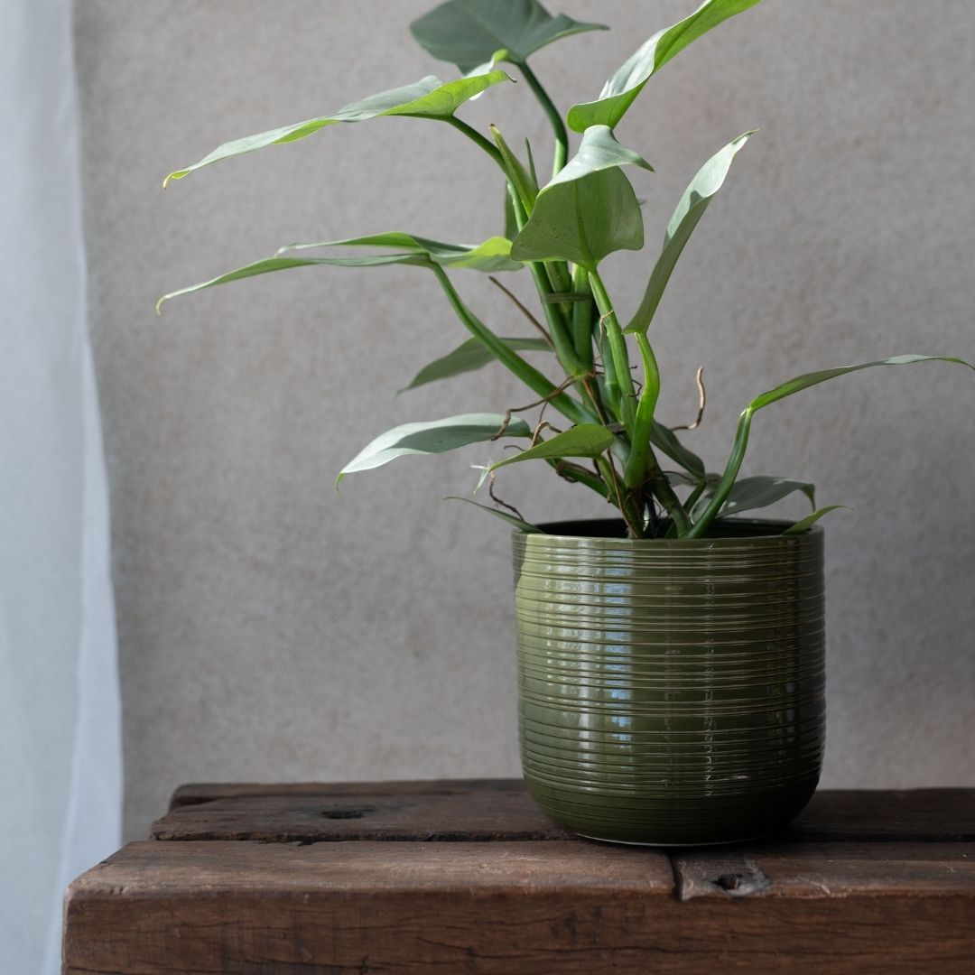 Addison Indoor Pot Green