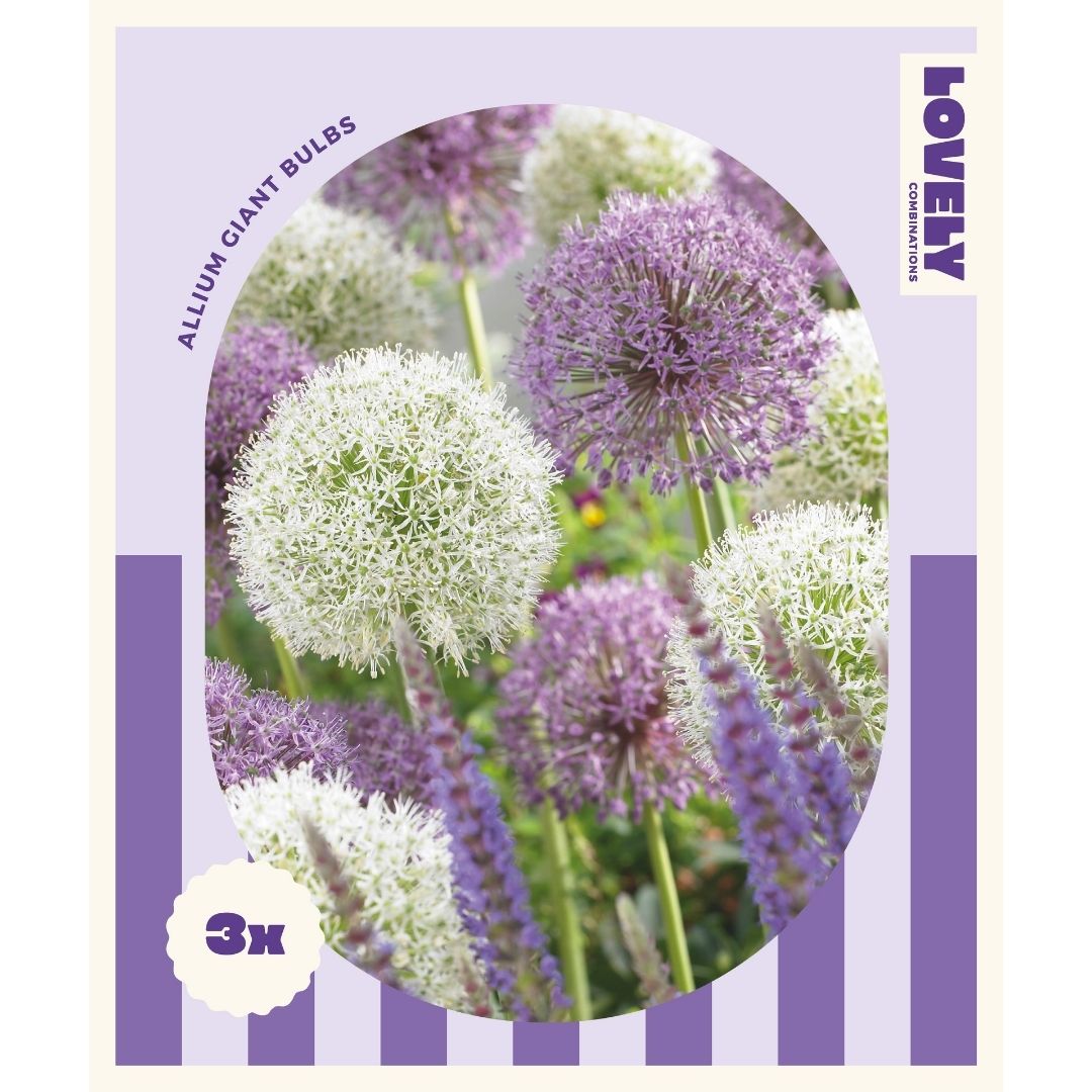 Allium Giant Bulbs Mix