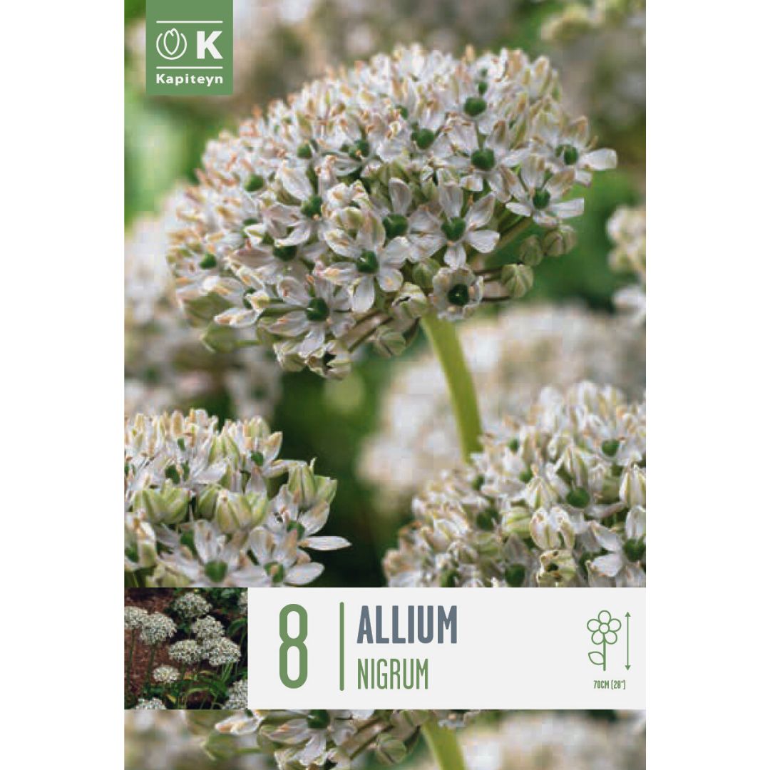 Allium Nigrum Bulbs