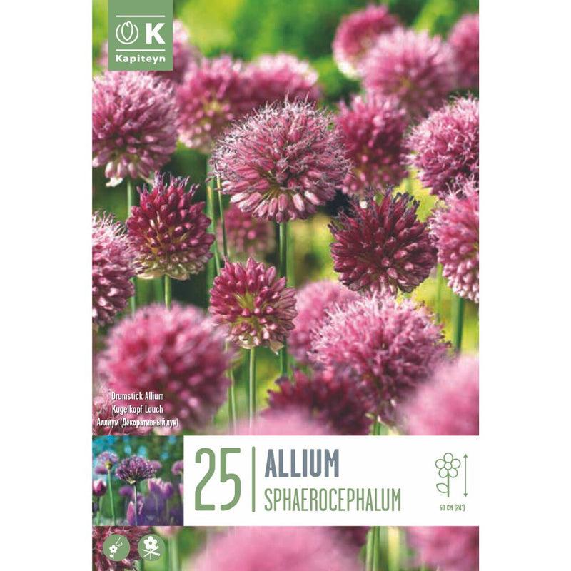 Allium Sphaerocephalon Bulbs