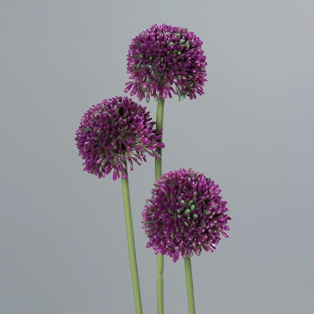 Allium Spray x 3 Purple