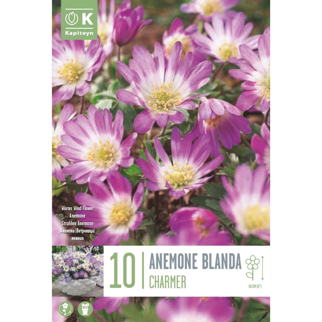 Anemone Blanda Charmer