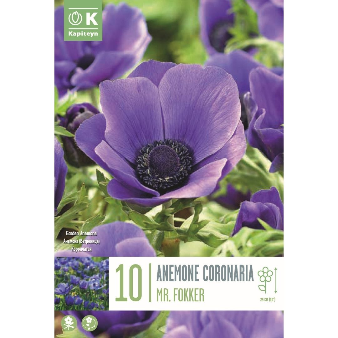 Anemone Coronaria Mr Fokker