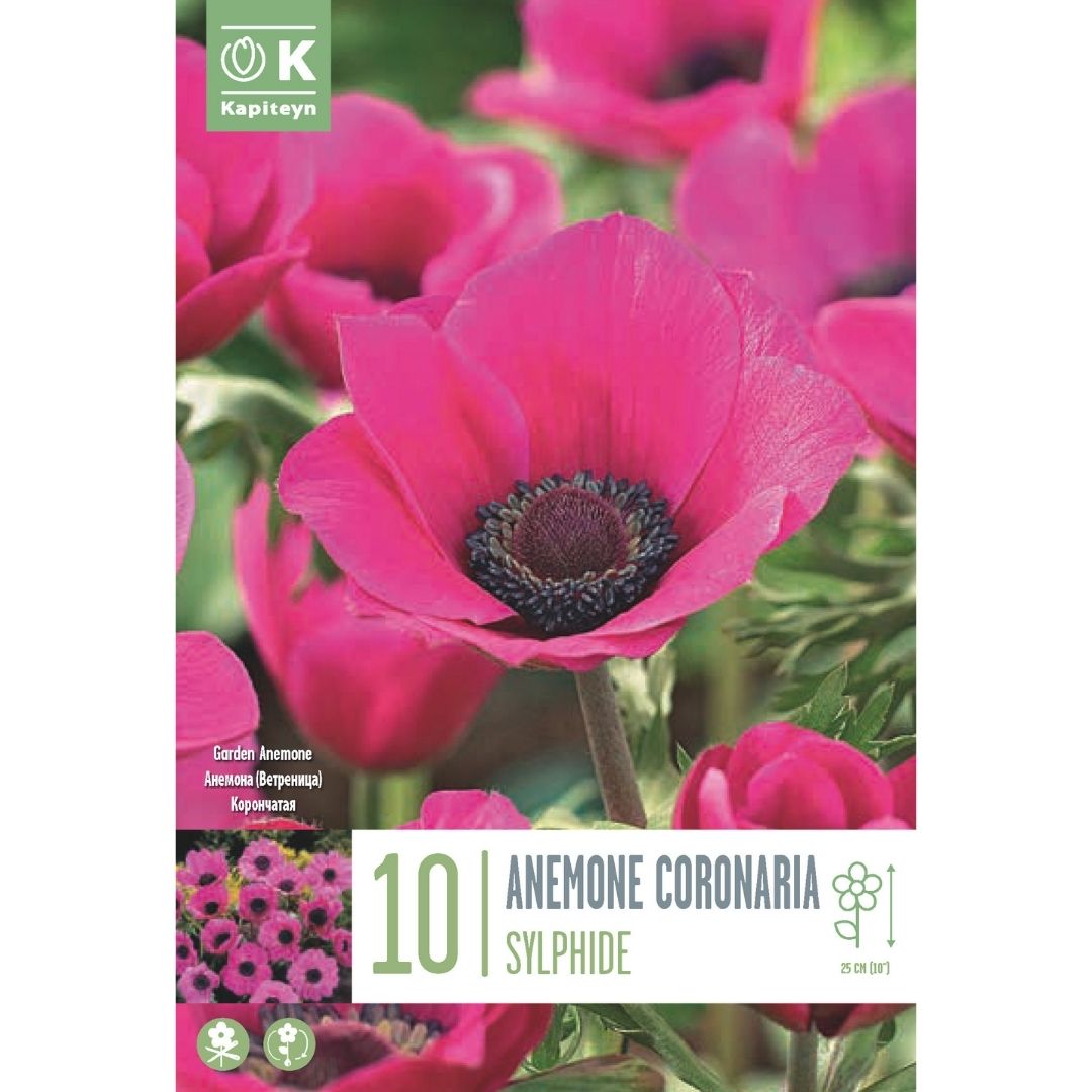 Anemone Coronaria Sylphide