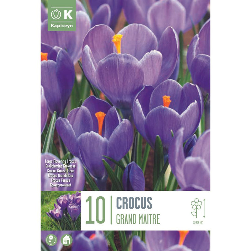 Crocus Grand Maître Bulbs