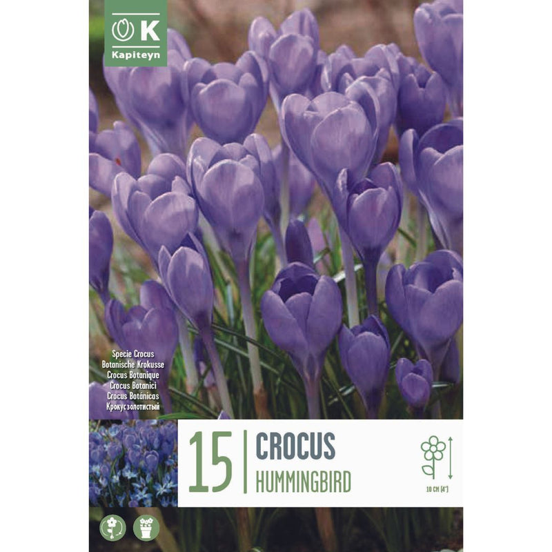 Crocus Hummingbird Bulbs