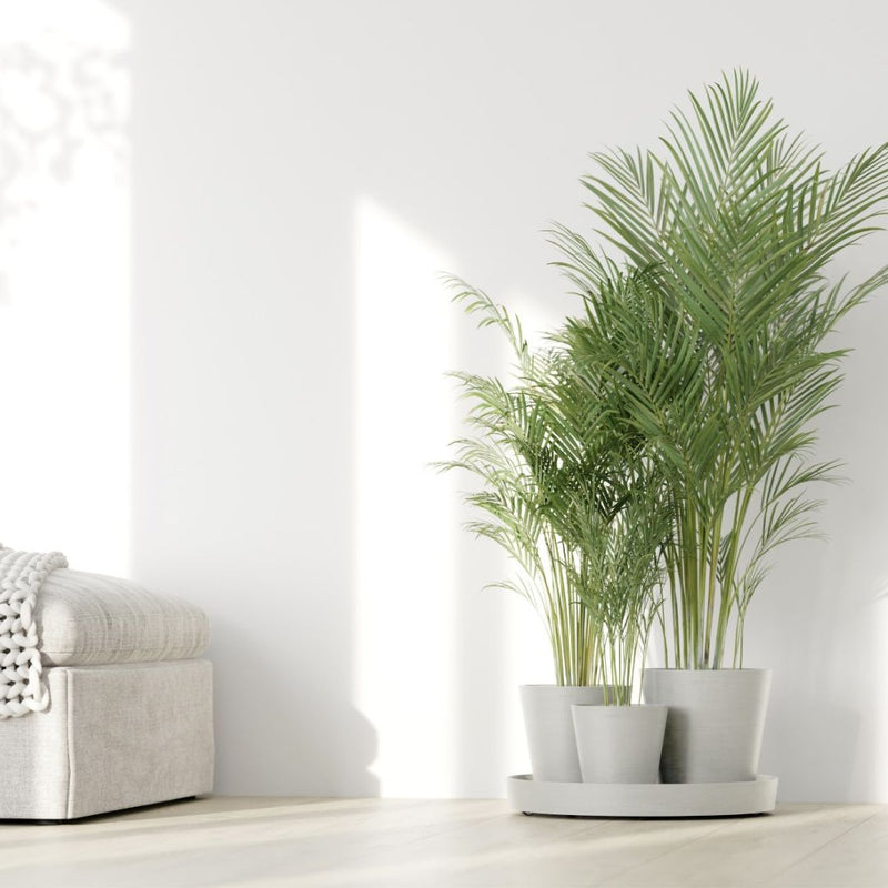 Ecopots Dubai Pure White