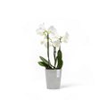 Ecopots Morinda Orchid Pot - The Garden HouseEcopots