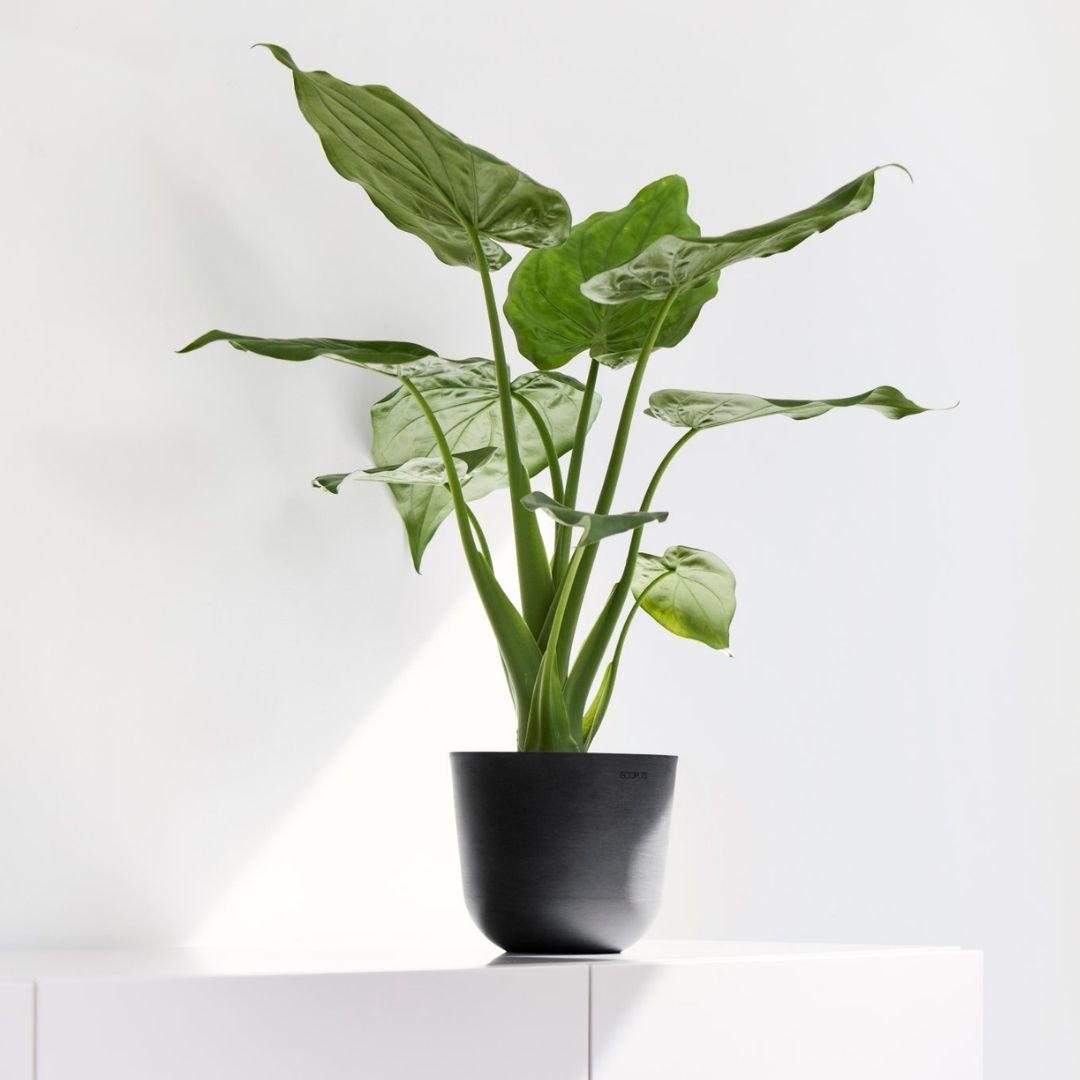 Ecopots Oslo Mini Pot Dark Grey