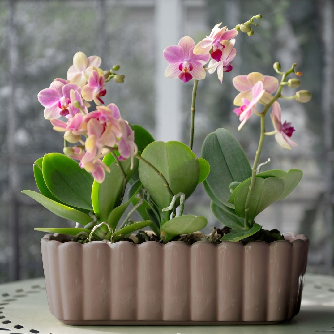 Edna Beige Oval Planter