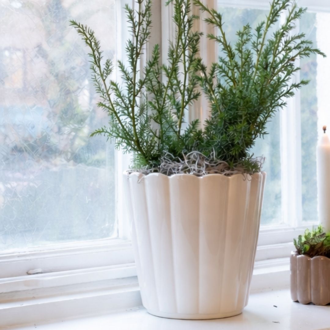 Edna White Indoor Pot