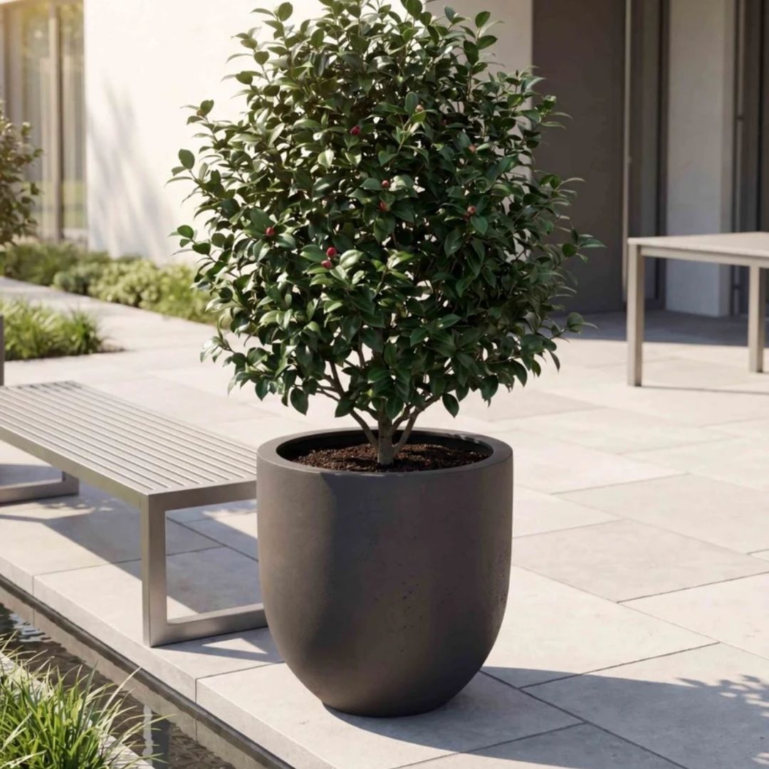 Eschbach Tall Egg Pot - Espresso Black