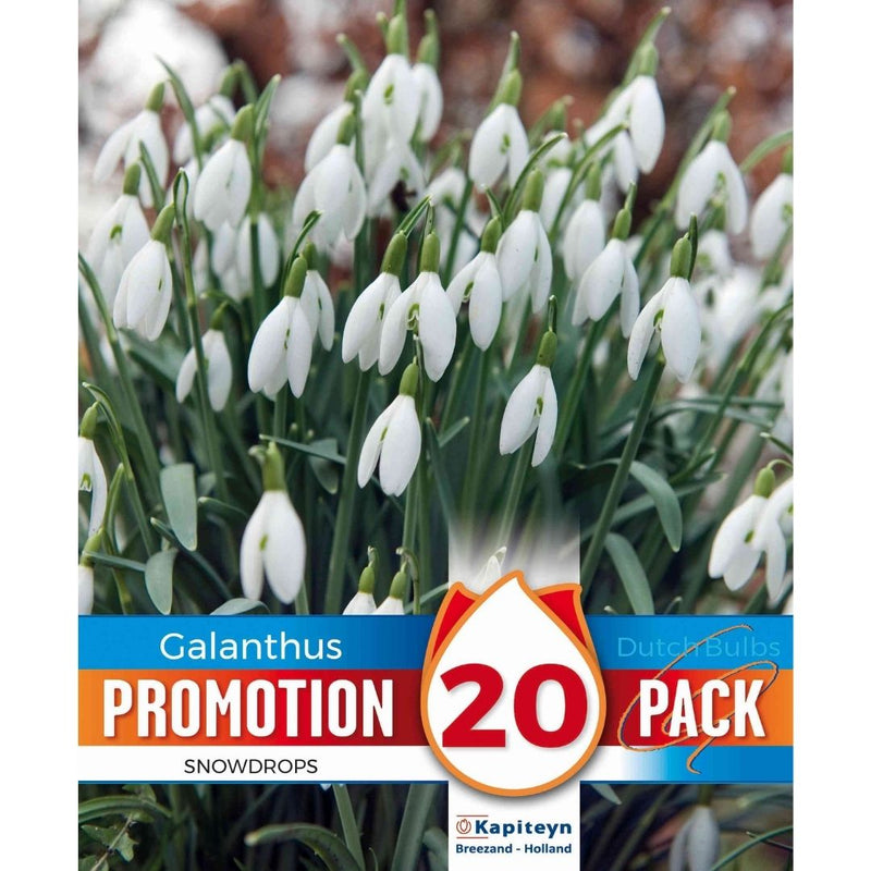 Galanthus Snowdrops Promo Bulbs