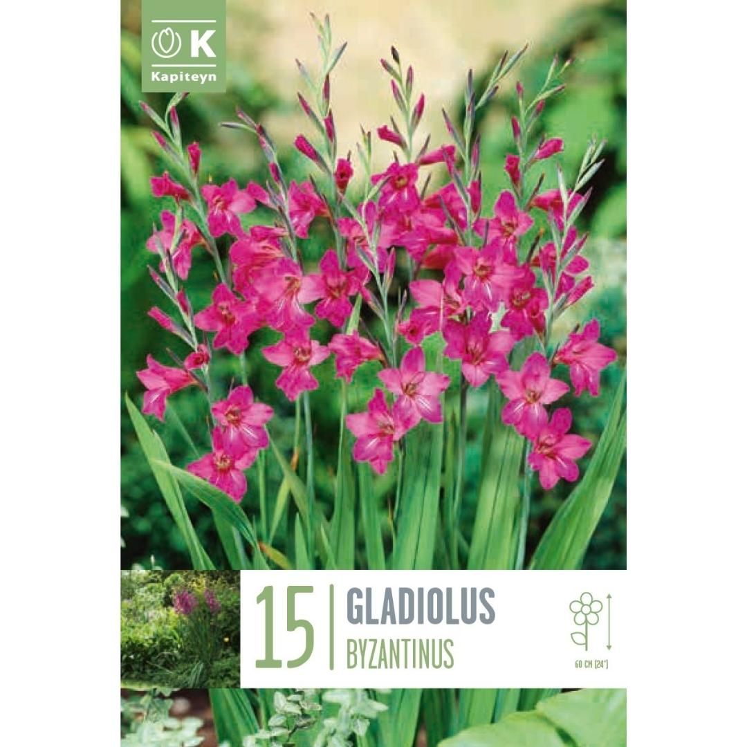 Gladiolus Byzantinus Bulbs