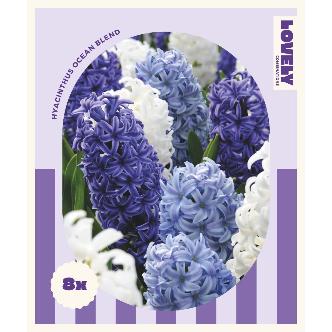 Hyacinth Ocean Blend Bulbs