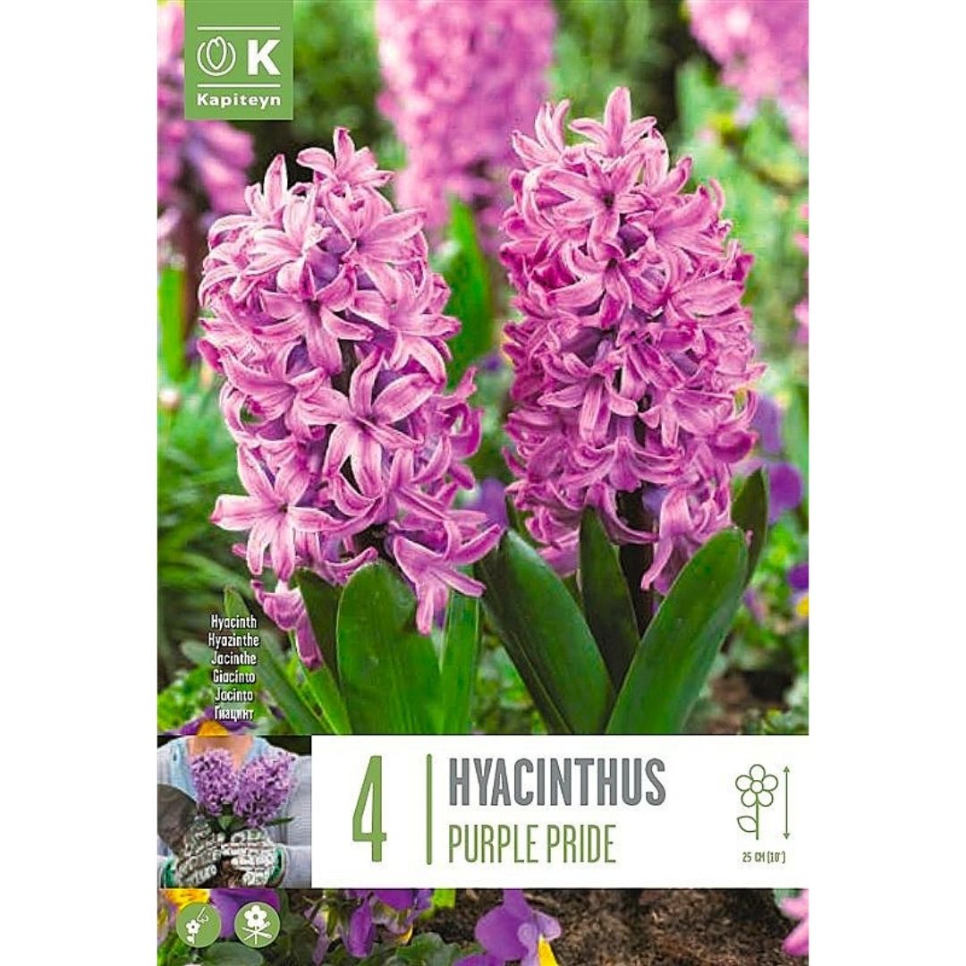 Hyacinth Purple Pride Bulbs