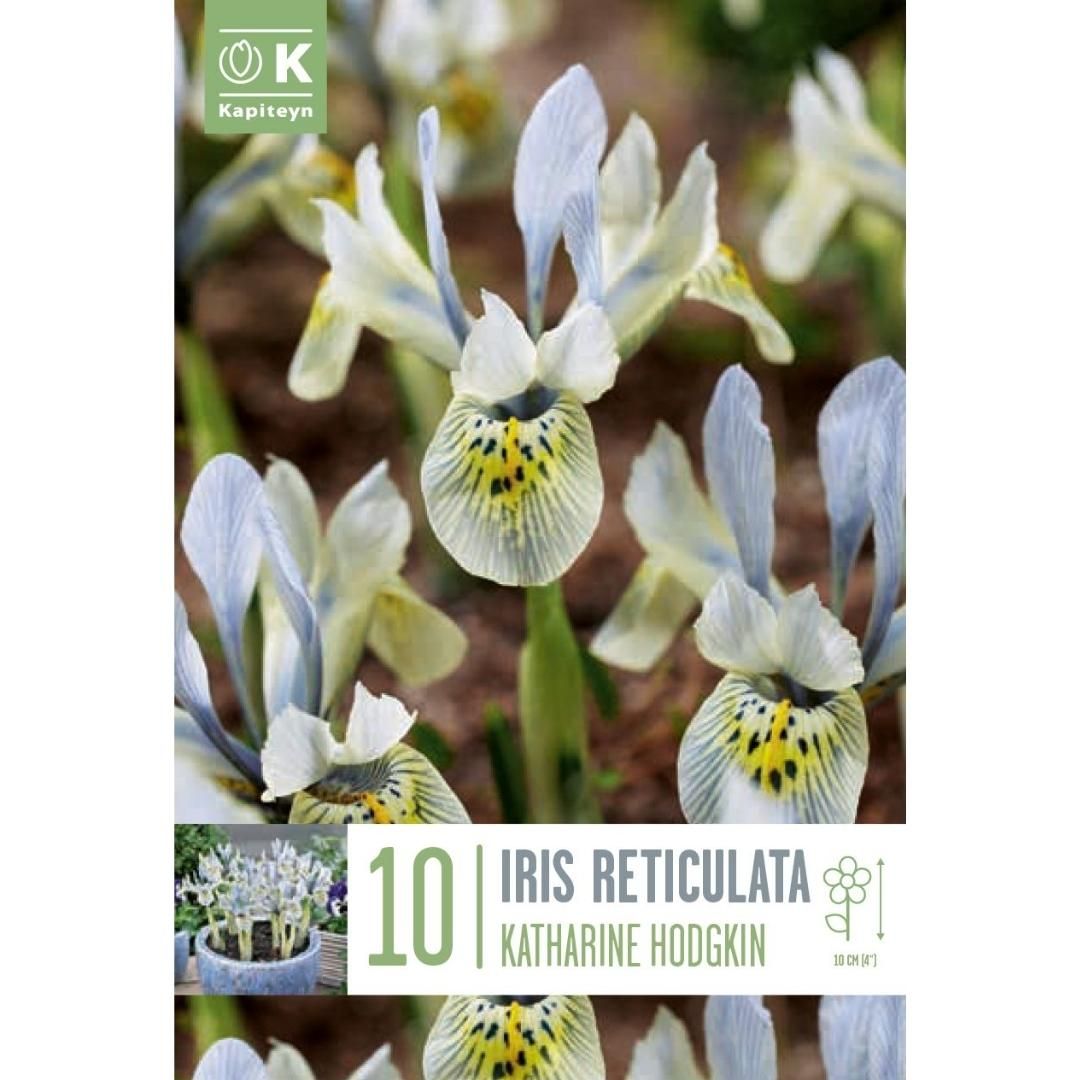 Iris reticulata Katharine Hodgkin Bulbs
