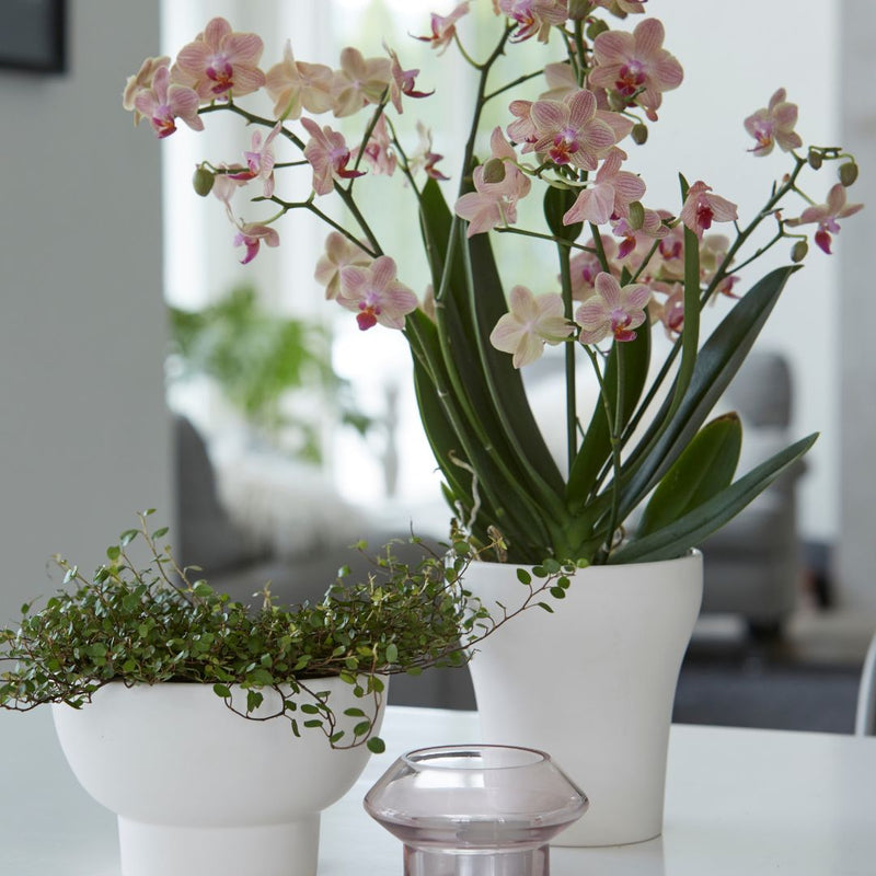 Megan Orchid Pot White Matt