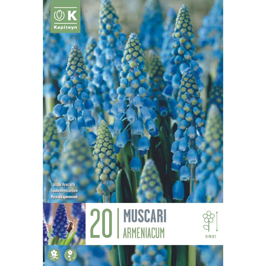 Muscari Armeniacum Bulbs