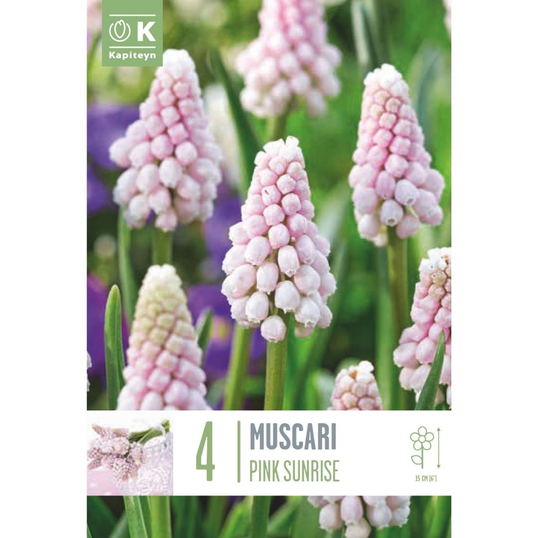 Muscari Pink Sunrise