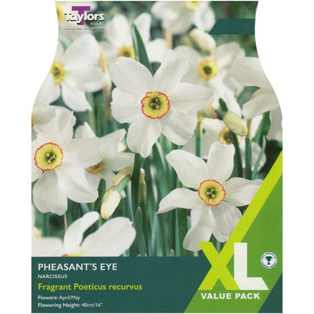 Narcissus Bulbs Pheasant's Eye