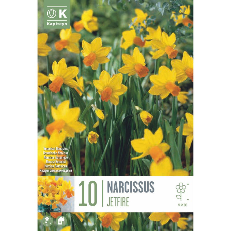 Narcissus Jetfire Bulbs