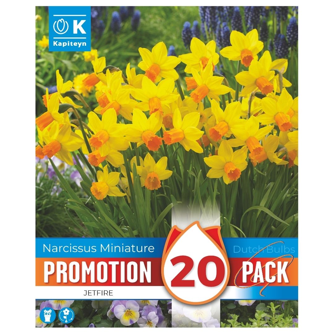 Narcissus Jetfire Promo Bulbs