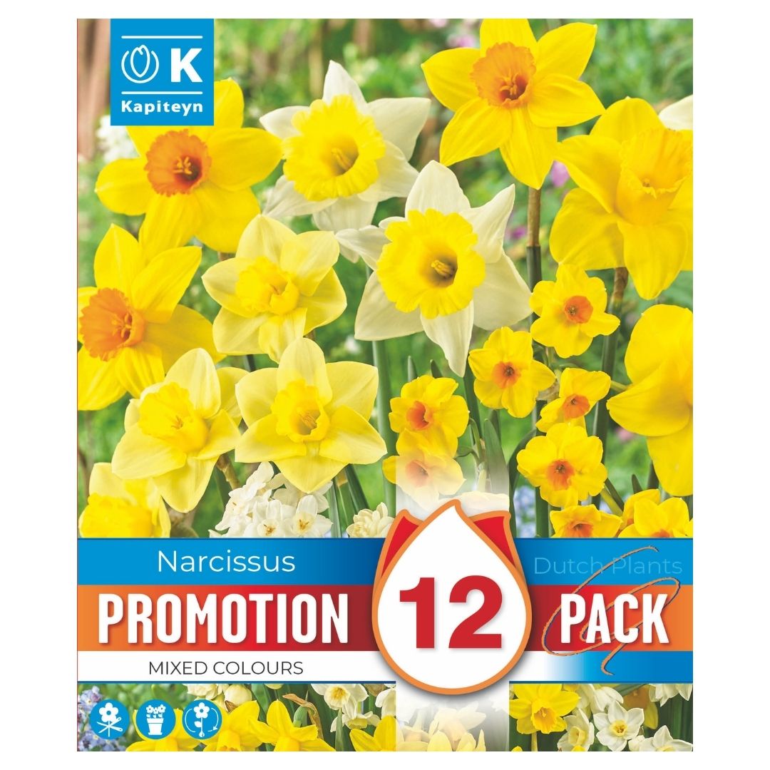 Narcissus Mixed Colours Promo Bulbs
