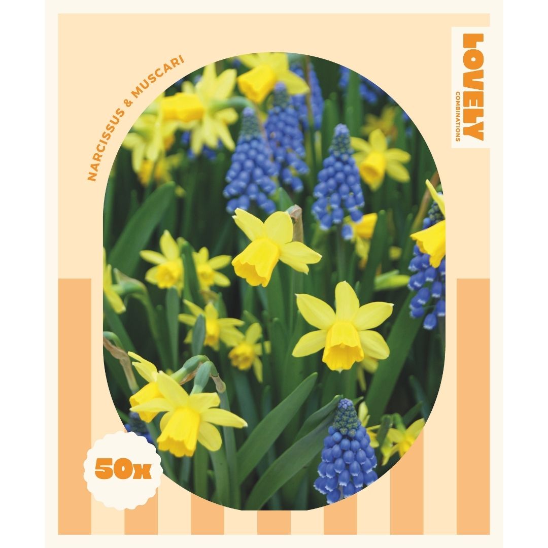 Spring Mix Narcissus & Muscari Bulbs