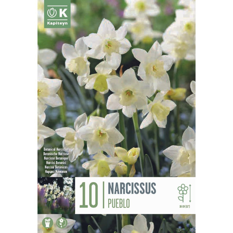 Narcissus Pueblo Bulbs