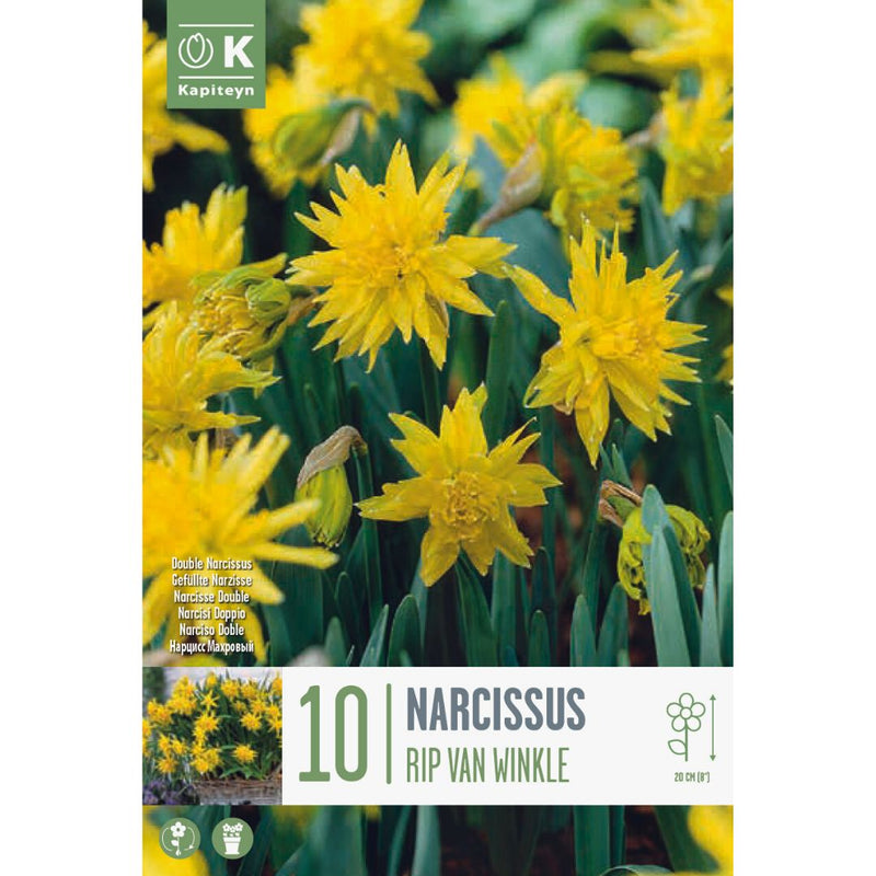 Narcissus Rip Van Winkle Bulbs