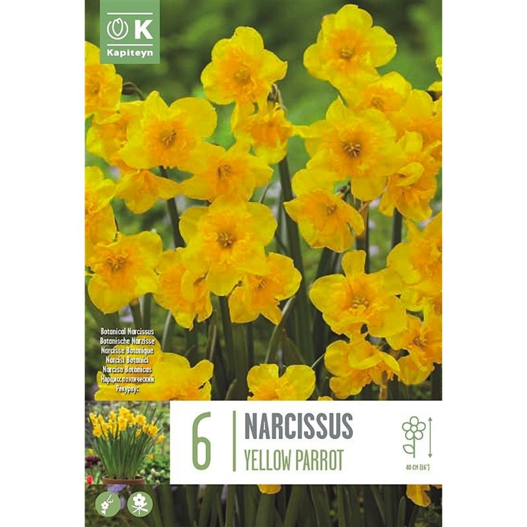 Narcissus Yellow Parrot Bulbs