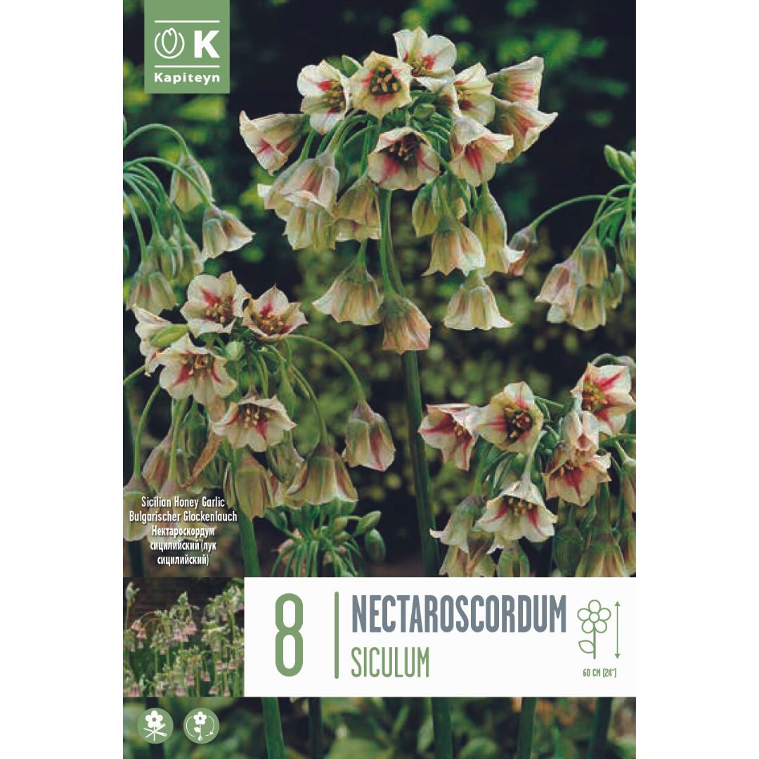 Nectaroscordum siculum Bulbs