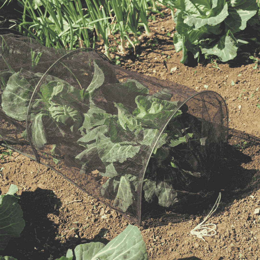 Net Grow Tunnel