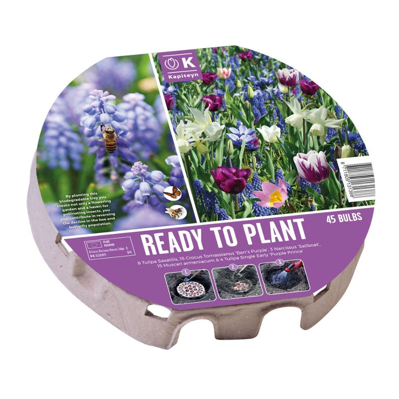 Buy Spring Bulbs Online - Plant Now for a Colourful Spring Garden