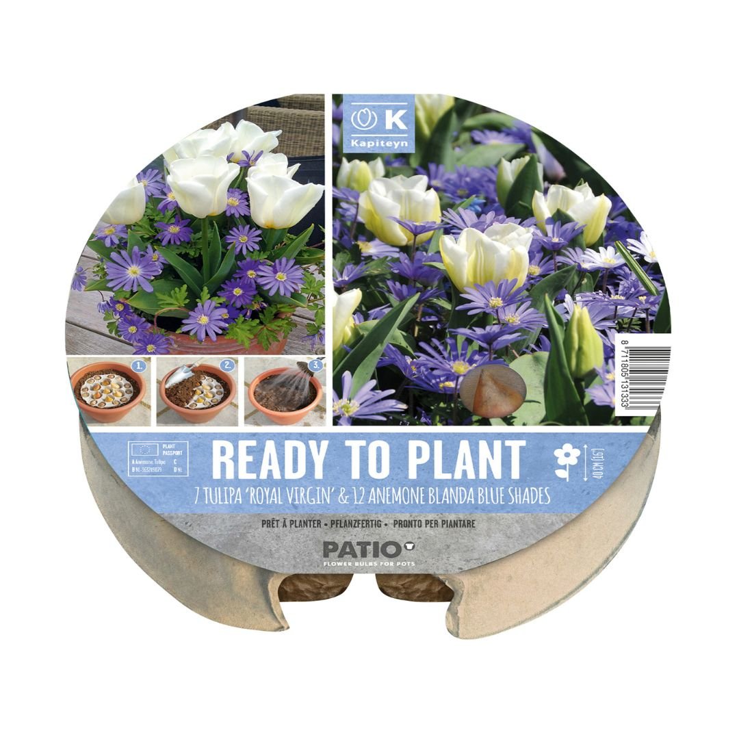 Ready To Plant Tray Tulips & Anemone